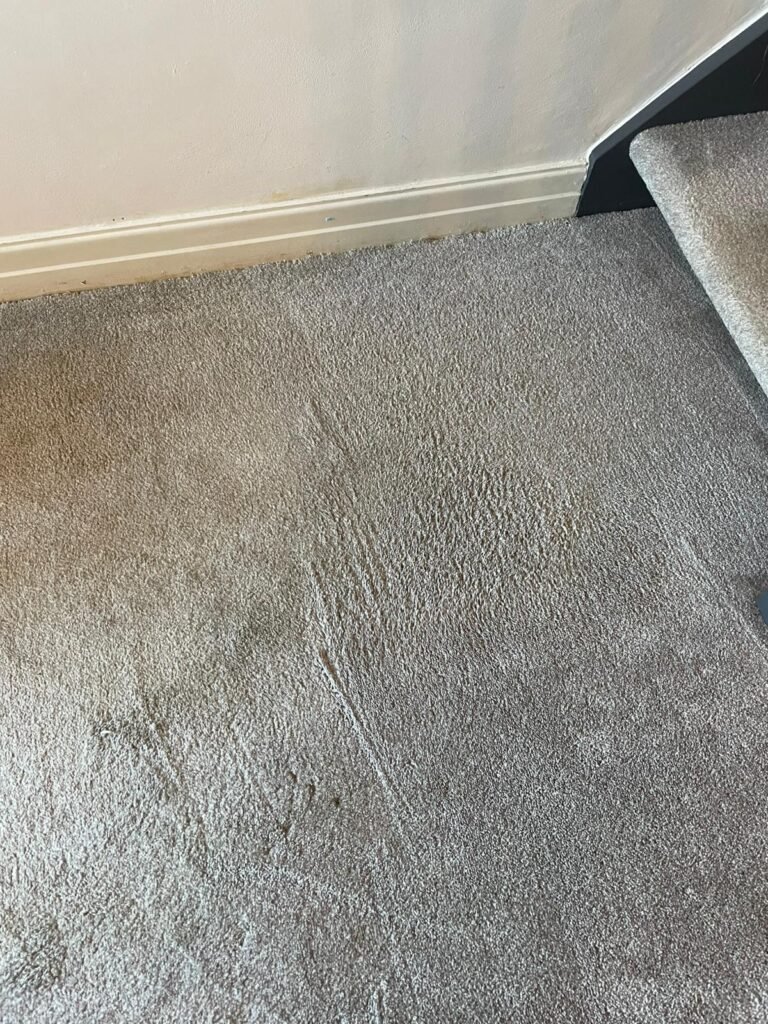 Rug Cleaning by Merlin's Carpet Cleaning