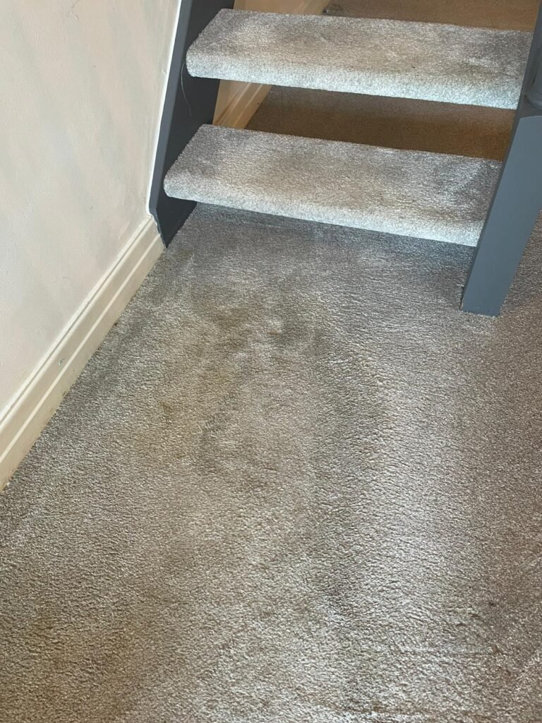 Carpet cleaning before and after by Merlin's Carpet Cleaning
